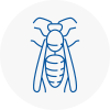 Selston Wasp Nest Removal